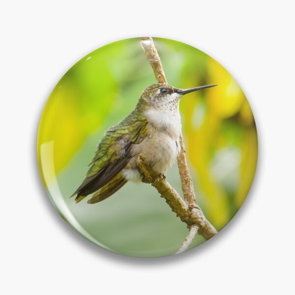 Item preview, Ruby Throated Hummingbird on Branch designed and sold by rmyerphoto.