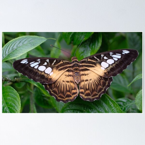 Item preview, Parthenos sylvia designed and sold by supergold.