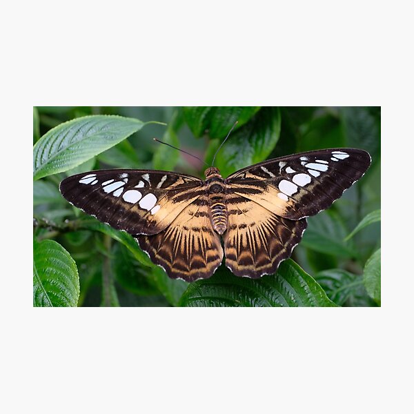 Item preview, Parthenos sylvia designed and sold by supergold.