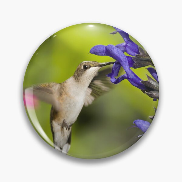 Item preview, Hummingbird with Salvia Flower designed and sold by rmyerphoto.