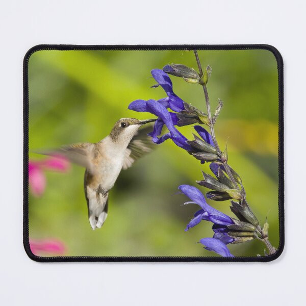 Item preview, Hummingbird with Salvia Flower designed and sold by rmyerphoto.
