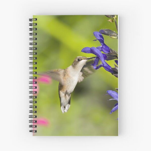 Item preview, Hummingbird with Salvia Flower designed and sold by rmyerphoto.