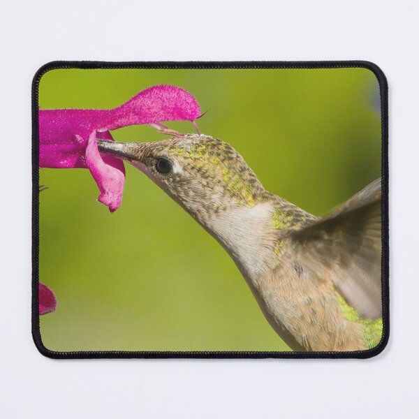 Item preview, Hummingbird Close-up with Salvia designed and sold by rmyerphoto.