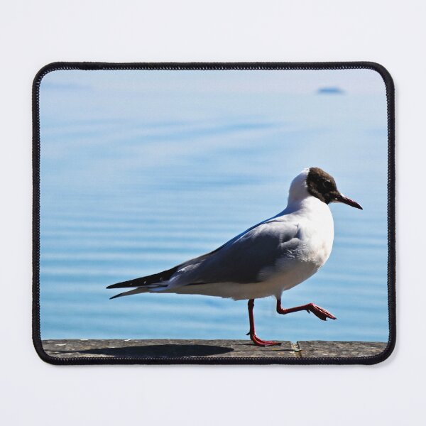 Item preview, Strolling Seagull | wildlife photography designed and sold by Mii-pics.