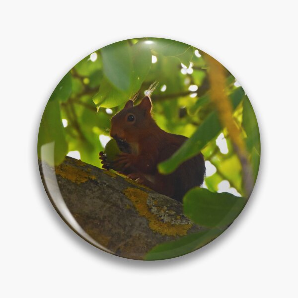 Item preview, Eating squirrel | nature photography designed and sold by Mii-pics.