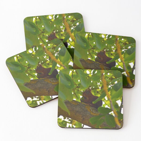 Item preview, Eating squirrel | nature photography designed and sold by Mii-pics.