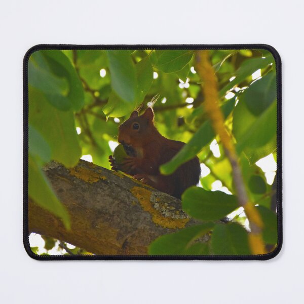 Item preview, Eating squirrel | nature photography designed and sold by Mii-pics.