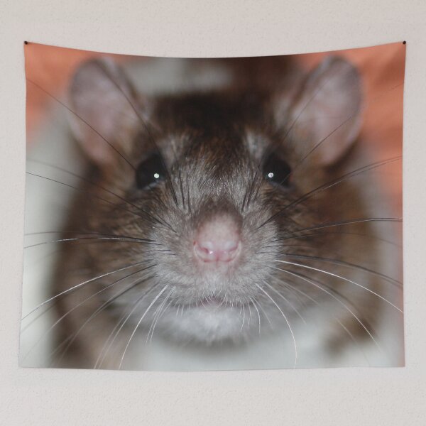 Item preview, Squeak Posing designed and sold by AnnDixon.