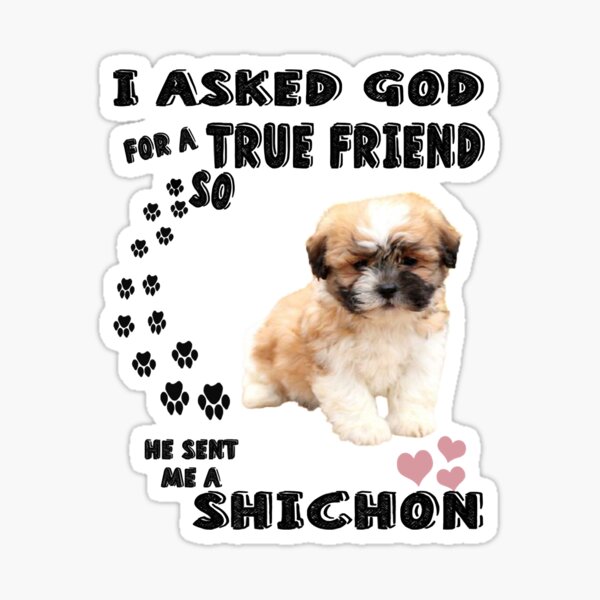 Shichon gifts sale