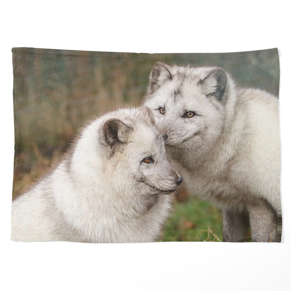 Arctic Fox Cuddle