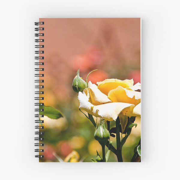 Item preview, Morocco. Hotel Kasbah Asmaa. Sunbathed Yellow Rose. designed and sold by vadim19.