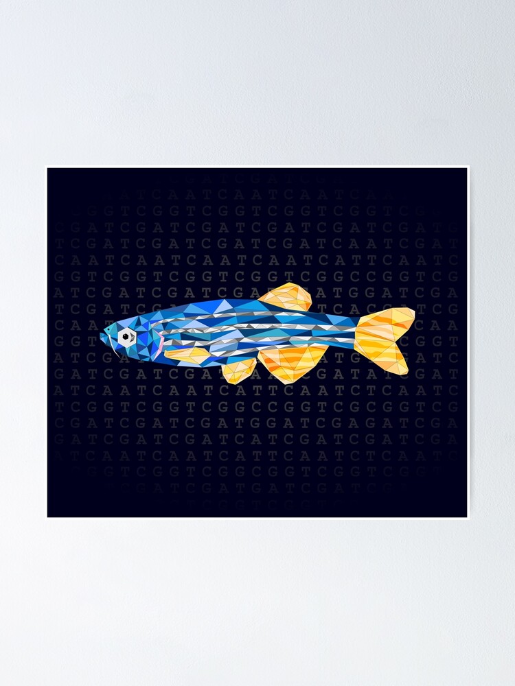 "Gem of Genetics- Zebrafish" Poster for Sale by TantryMSA | Redbubble