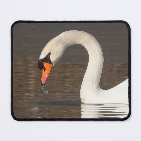 Item preview, Mute Swan on Water designed and sold by rmyerphoto.