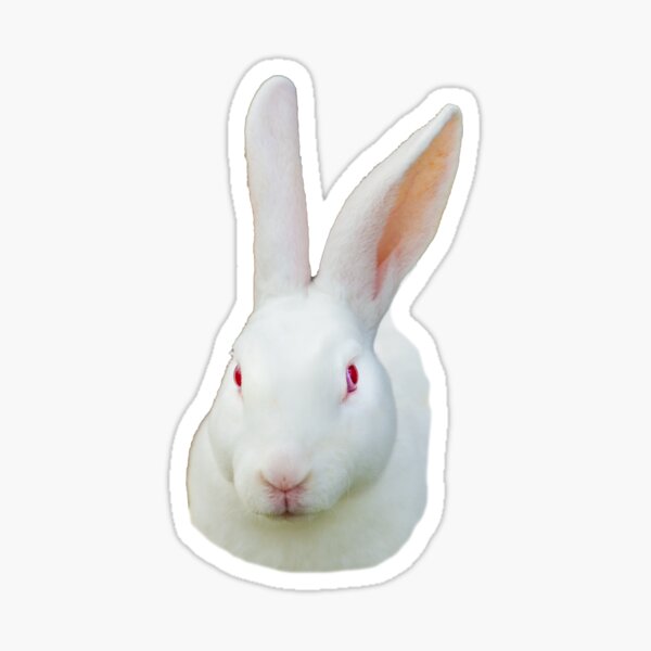 Albino Rabbit Stickers Redbubble