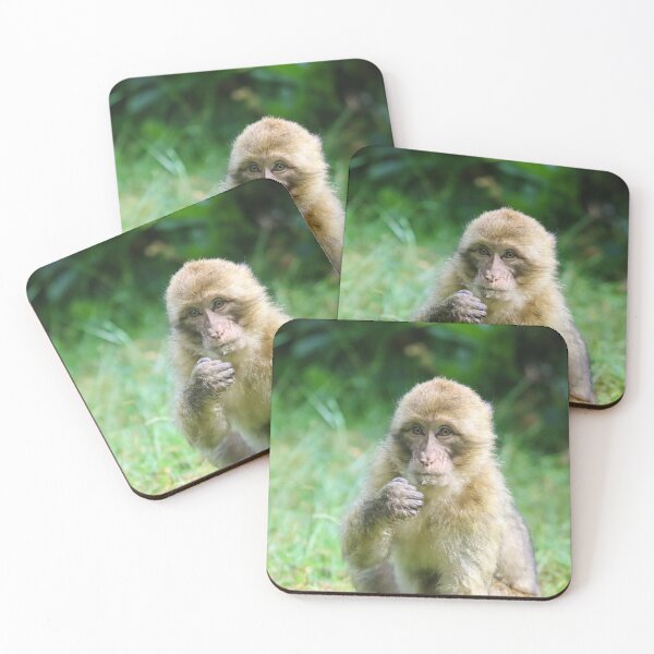 Barbary Coasters for Sale Redbubble