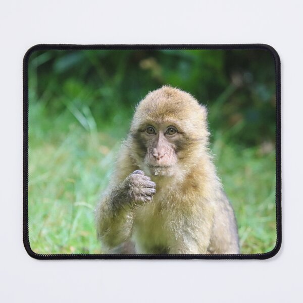 Item preview, Juvenile barbary macaque designed and sold by GreyFeatherPhot.