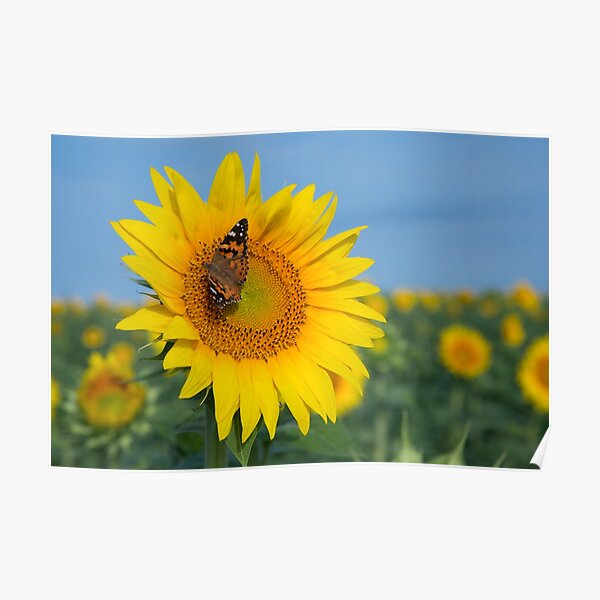 Tournesols et papillons - I Poster