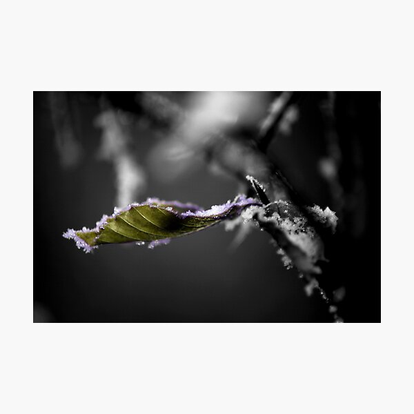 Leaf it Photographic Print