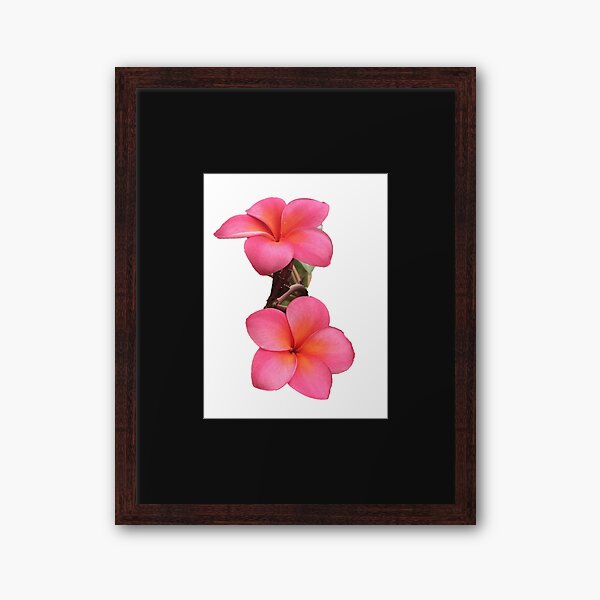 Frangipani Flowers Framed Art Print