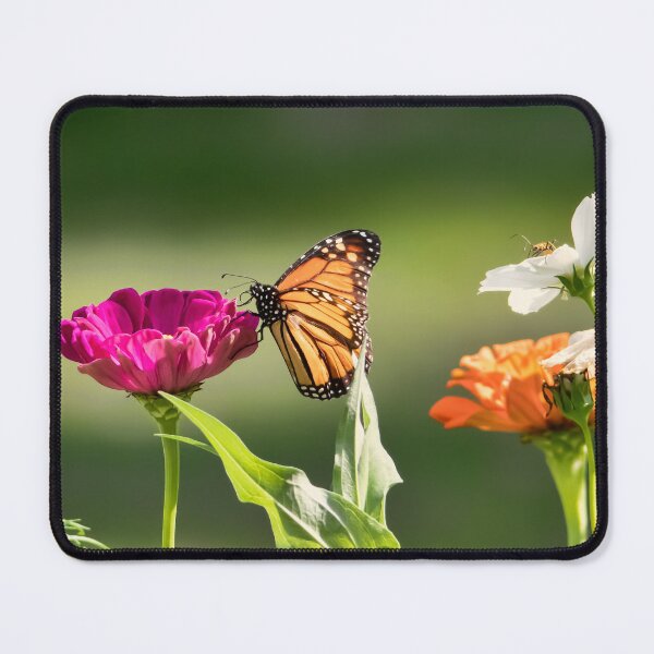 Item preview, Monarch Butterfly on Zinnia designed and sold by rmyerphoto.
