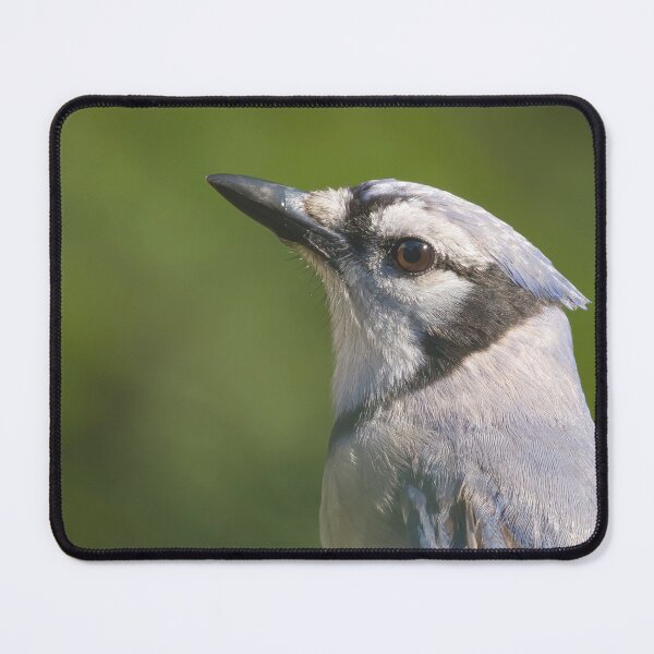 Item preview, Blue Jay in the Afternoon Sun designed and sold by rmyerphoto.