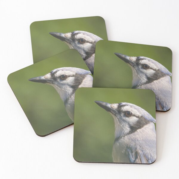 Item preview, Blue Jay in the Afternoon Sun designed and sold by rmyerphoto.