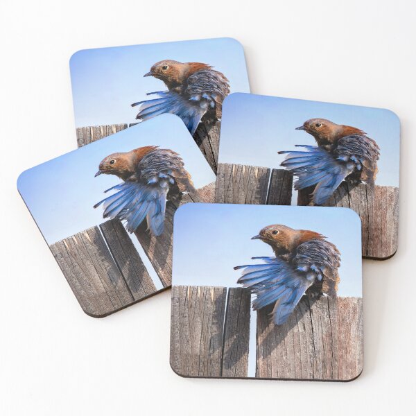 Item preview, Female Western Bluebird  designed and sold by CarolM.