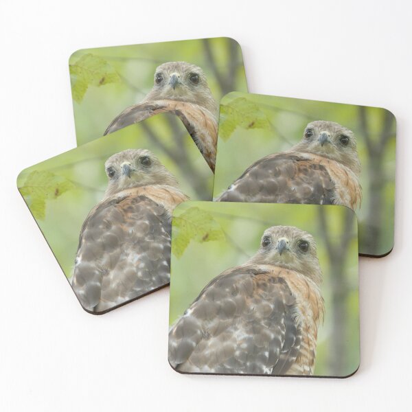 Item preview, Red-shouldered Hawk in Tree designed and sold by rmyerphoto.