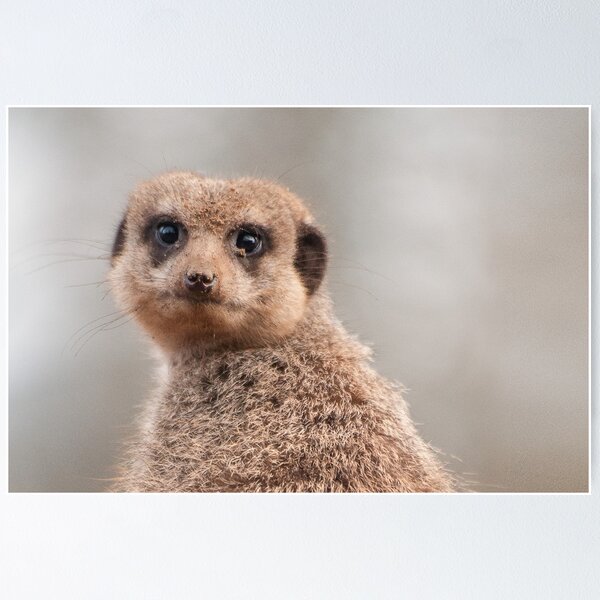 Item preview, Dwarf Mongoose designed and sold by Martyn Robertshaw.