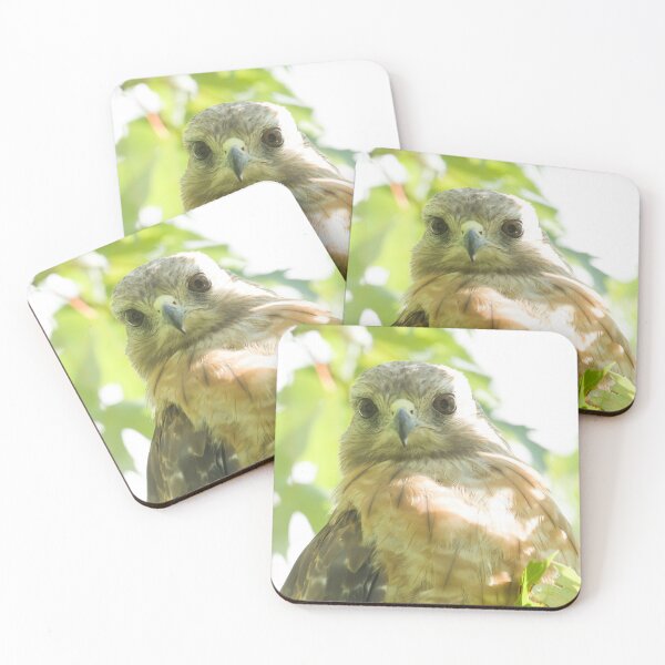 Item preview, Red-shouldered Hawk with Intense Stare designed and sold by rmyerphoto.