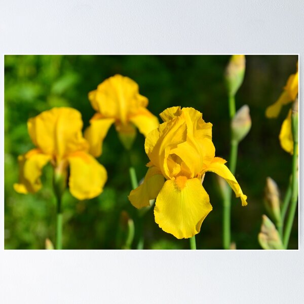 Item preview, Yellow Iris in Garden designed and sold by rmyerphoto.