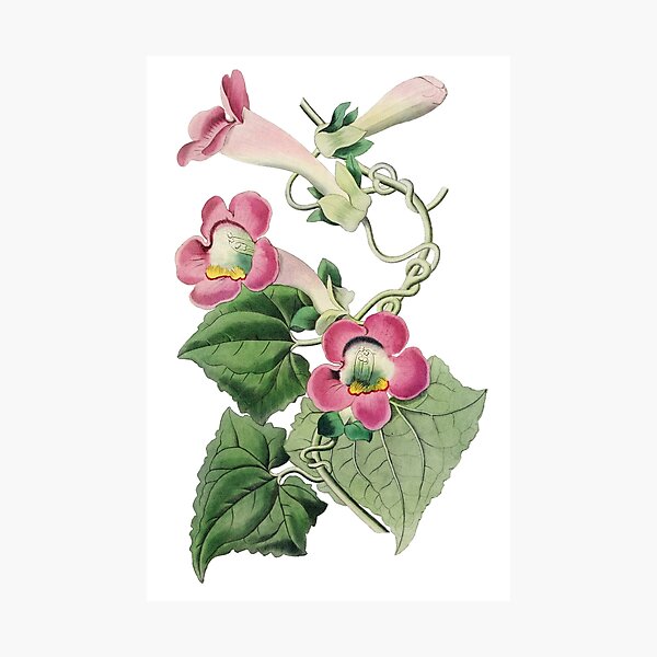 Item preview, Blushing lophospermum Flower designed and sold by Artisticlance.