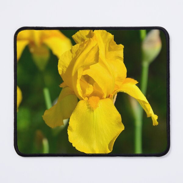 Item preview, Yellow Iris in Garden designed and sold by rmyerphoto.