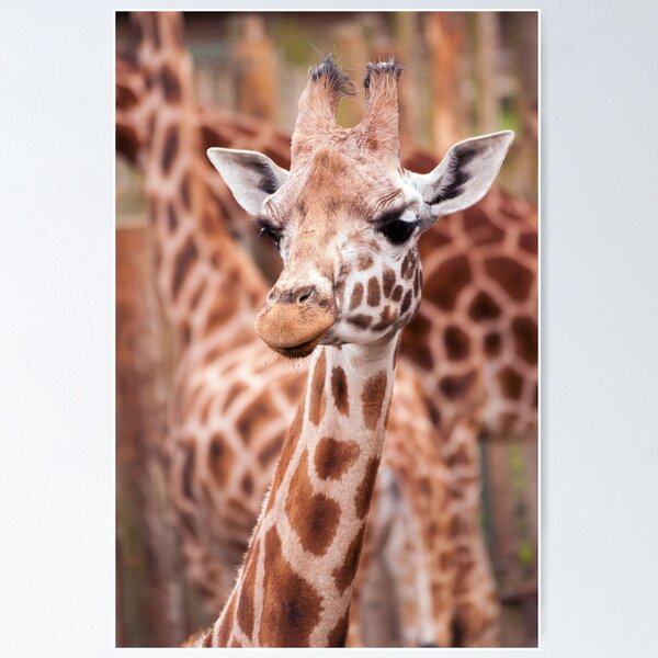 Item preview, Rothchild's Giraffe designed and sold by Martyn Robertshaw.
