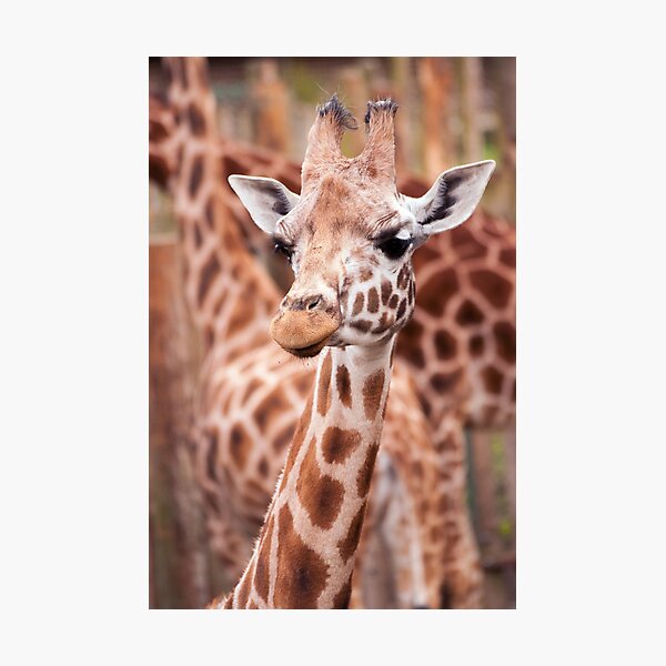 Artikelvorschau, Rothchilds Giraffe entworfen und verkauft von Martyn Robertshaw.