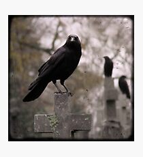 Cemetery Crows Photographic Print
