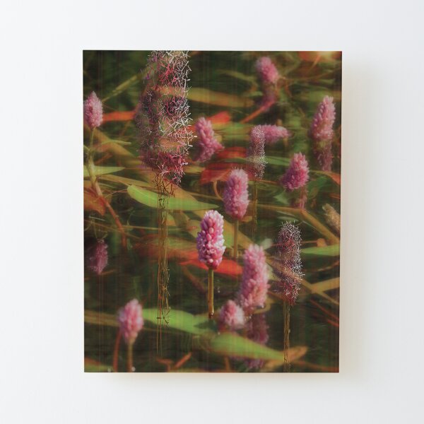 Amphibious Bistort Wood Mounted Print