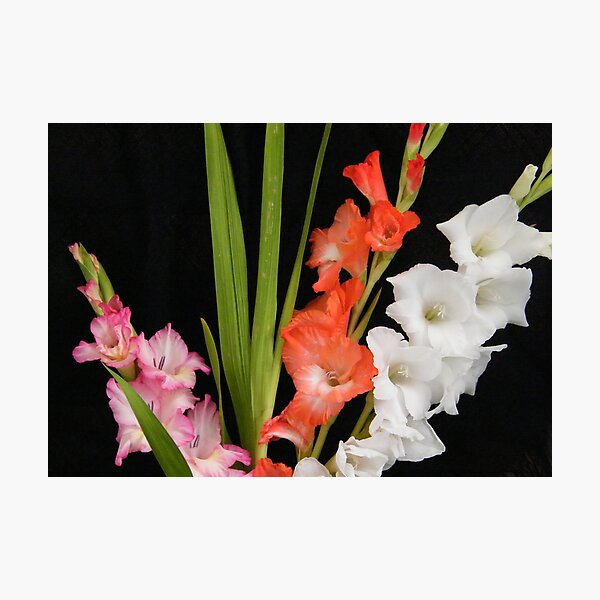Item preview, Trio designed and sold by pat oubridge.