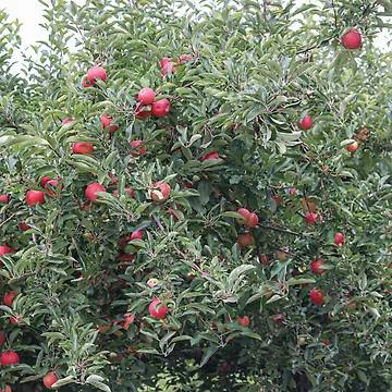 Artwork thumbnail, Apples by OneCreativePup