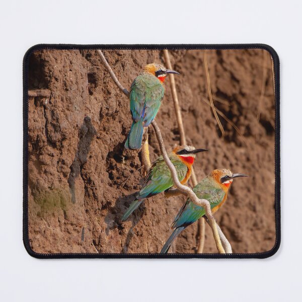 Item preview, Rainbow Colored Birds, Okavango Delta, Botswana designed and sold by SafariByMarisa.