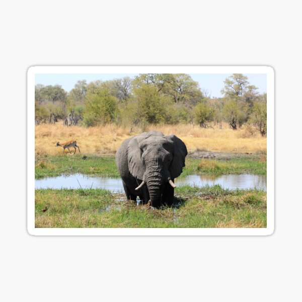 Vista previa del artículo con la obra «Botsuana Parque Nacional de Chobe elefante elefante Estero Pantano praderas prado prados Sabana Sabana Bush», diseñado y vendido por eickys.
