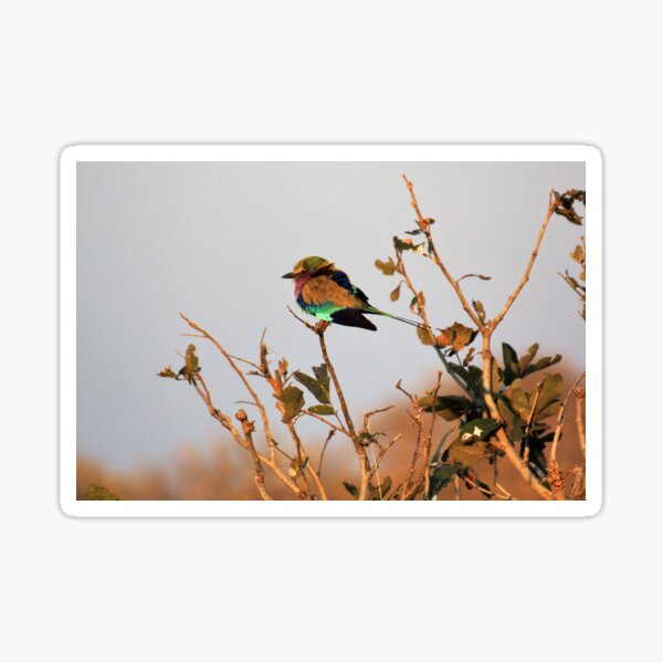 Vista previa del artículo con la obra «Rodillo Parque Nacional de Chobe Botsuana de pecho lila Lila-pájaro rodillo colorido pájaro colorido», diseñado y vendido por eickys.