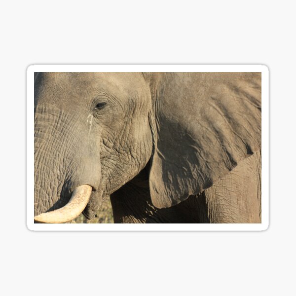 Vista previa del artículo con la obra «Parque Nacional de Chobe Botswana Botswana elefante elefante Bush», diseñado y vendido por eickys.