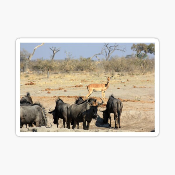 Vista previa del artículo con la obra «Parque Nacional de Chobe Botsuana Wildebeast impala ñus Bush», diseñado y vendido por eickys.