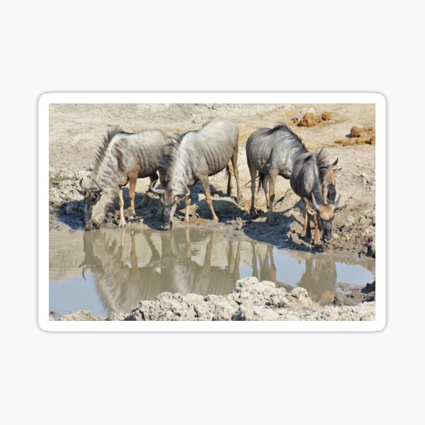 Vista previa del artículo con la obra «Parque Nacional de Chobe Botsuana Wildebeast pozo de agua ñus Reflexión Billabong Reflexión del agua de Bush», diseñado y vendido por eickys.