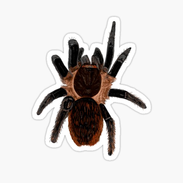 Item preview, Tliltocatl vagans tarantula spider art designed and sold by EMBERRANEY.