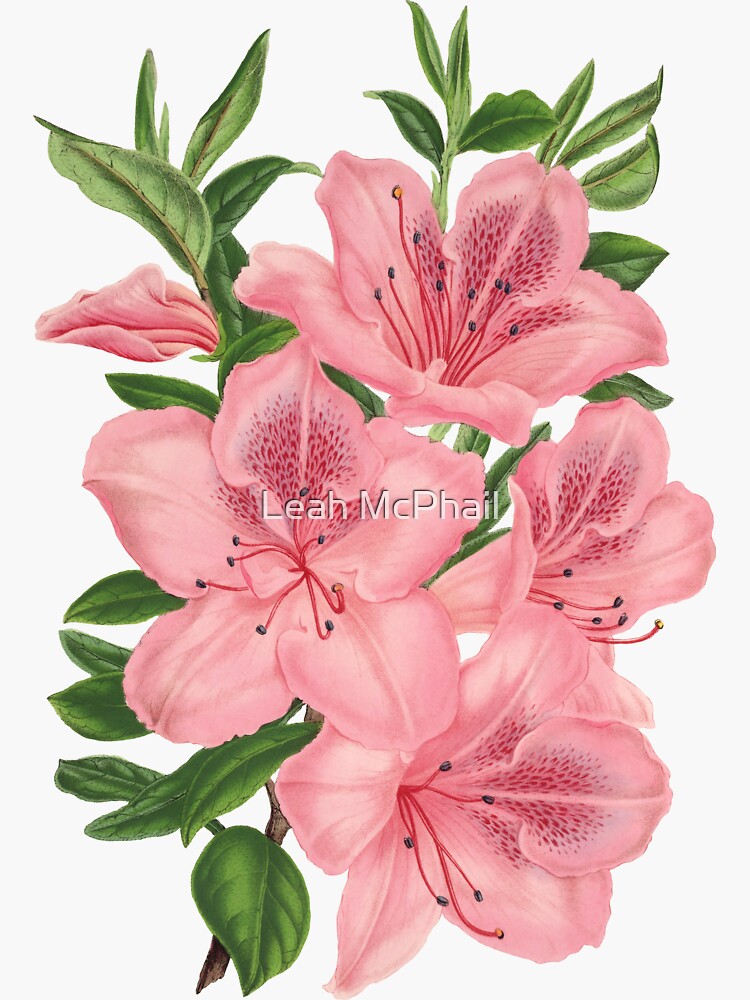 Victorian Pink Flowers by LeahMcPhail
