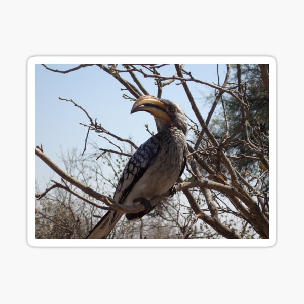 Vista previa del artículo con la obra «Parque Nacional de Chobe Botsuana Hornbill Hornbill Bird», diseñado y vendido por eickys.