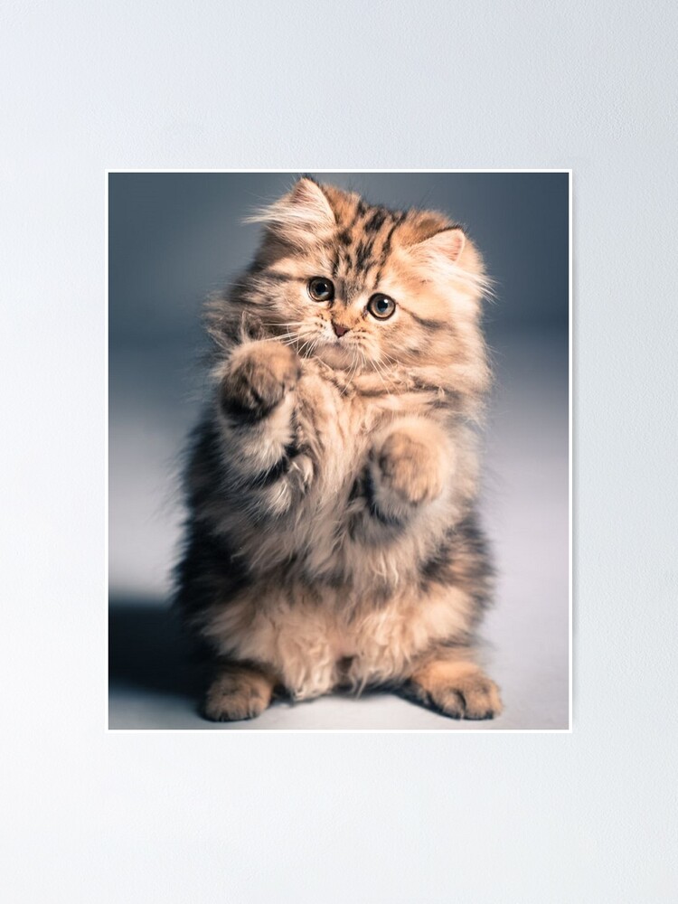 Flauschige Katze Poster Von Balzac Redbubble