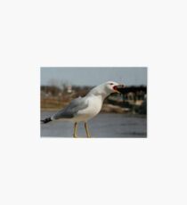 Raucous Gull Art Board